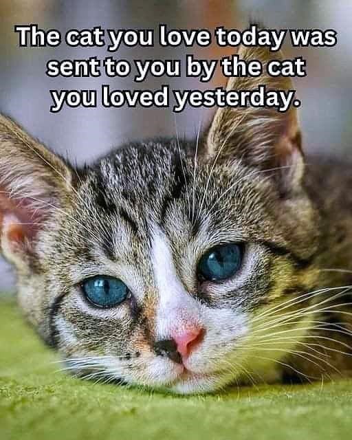 Adorable gray and cream cat with blue eyes and heartfelt quote about pet love and memories.