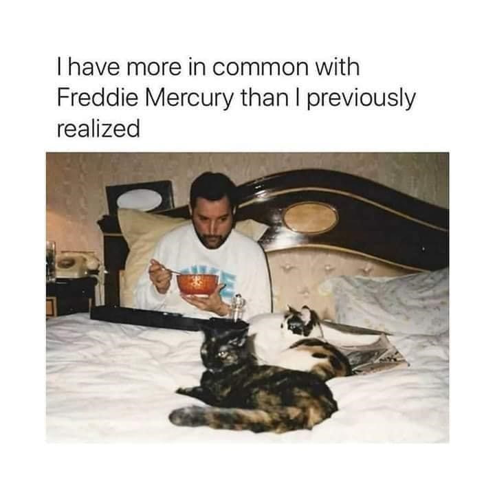 Relaxing evening with cats and cereal inspired by Freddie Mercury.