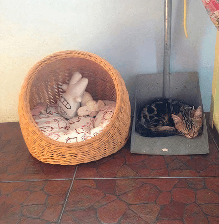 Cozy cat nook with woven basket, plush toys, Bengal cat, and sunlit tiled floor.