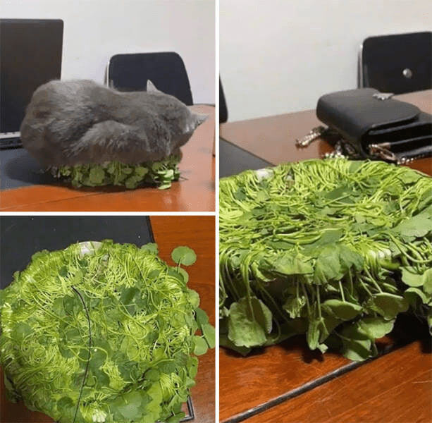 Gray cat peacefully sleeping on lush green foliage plant bed on a wooden table.