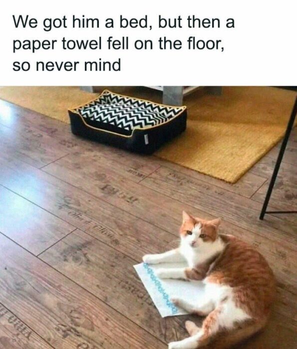 Cute ginger cat relaxing on paper towel beside modern pet bed on wooden floor.
