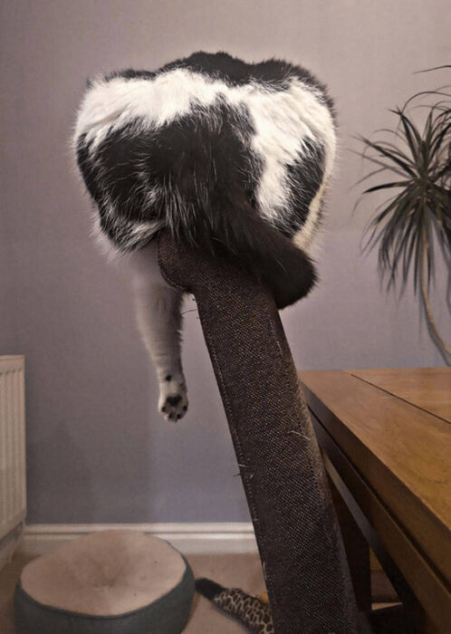 Playful cat resting on upholstered furniture in cozy home with plants and pet bed.