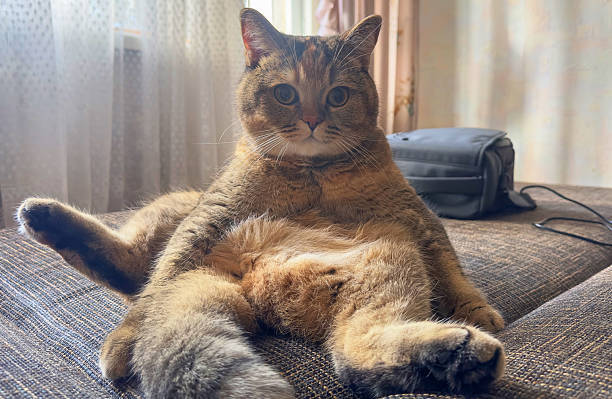 Relaxed tabby cat lounging on cozy sofa with soft natural light and warm home ambiance.