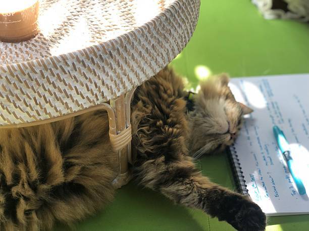 Relaxing fluffy cat resting under woven table with notebook and pen on vibrant green surface.