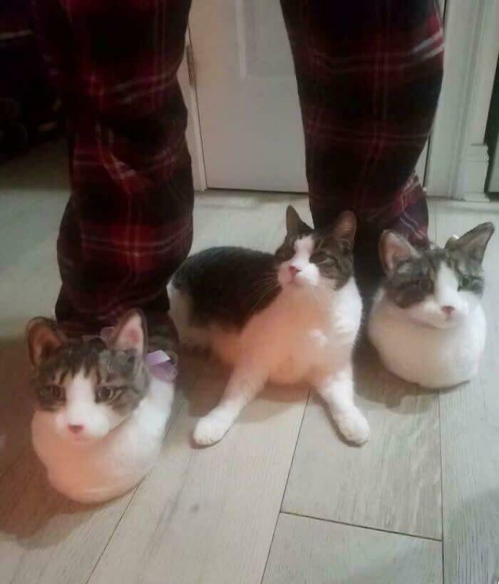 Cozy scene with three cats, plaid pajamas, wooden floor, and relaxing home atmosphere.