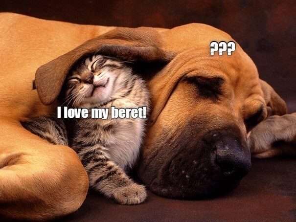 Friendly Great Dane and playful cat cozy together with humorous beret caption and curious expressions.