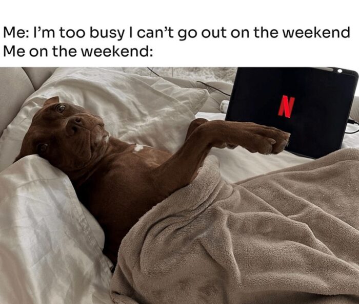 Relaxed dog enjoying binge-watching Netflix on cozy bed during weekend.