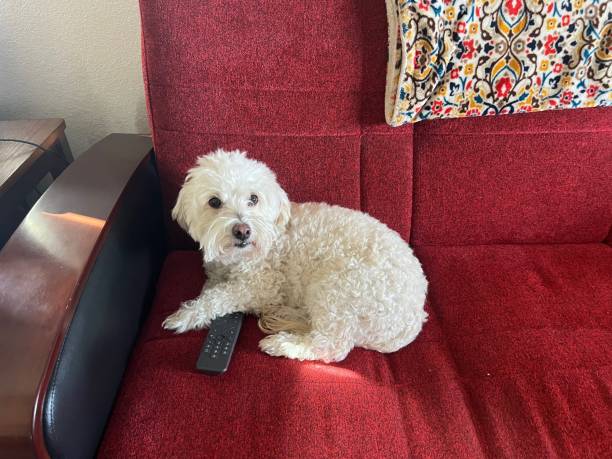 Cute white dog relaxing on cozy red sofa with pillow and TV remote in a bright, homey living room.