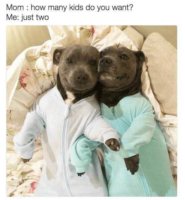 Adorable Pit Bull dogs in matching onesies snuggling on a floral bedspread.