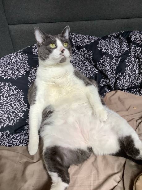 Relaxed grey and white cat lounging on a cozy bed with floral bedding and bright green eyes.