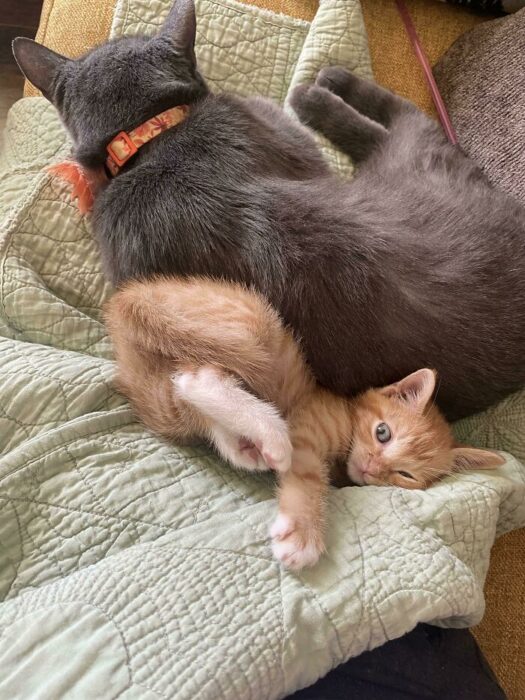 Gray cat and orange kitten cuddling on cozy quilt, napping peacefully together.