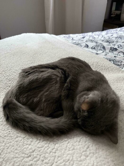 Cozy gray cat curled up sleeping on soft blanket in warm indoor setting.