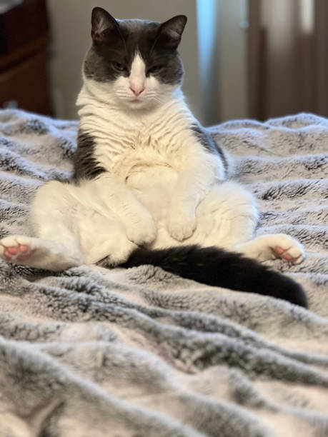 Cozy gray and white cat relaxing in a funny sitting pose on soft blanket.