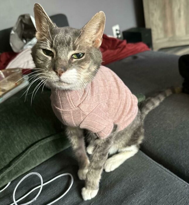 Cute gray cat in pink sweater sitting on cozy couch with green pillow and relaxed expression.