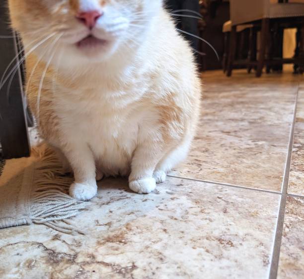 Adorable orange and white cat relaxing on tiled floor in cozy home setting.