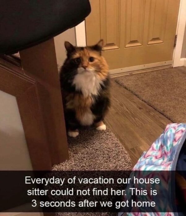 Playful tortoiseshell cat hiding and then greeting owner in cozy home after trip.