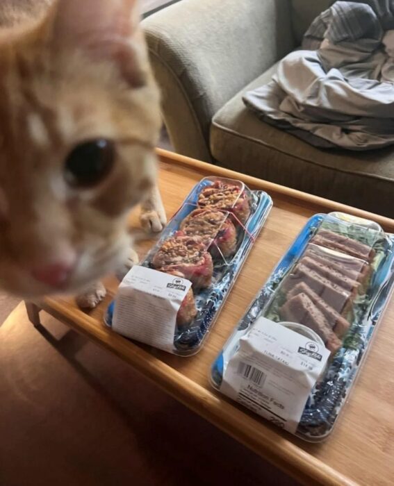 Cute orange tabby cat exploring sushi and snacks in a cozy indoor living space.