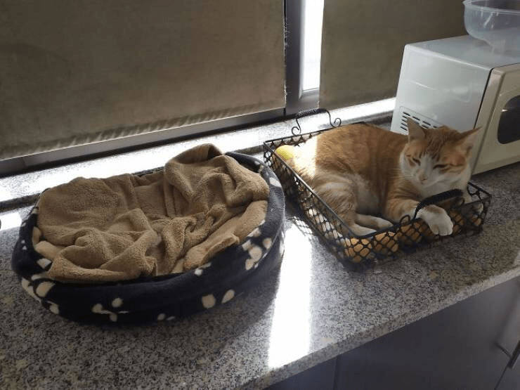 Cozy kitchen with a relaxing cat in a wire basket and an unused plush dog bed.