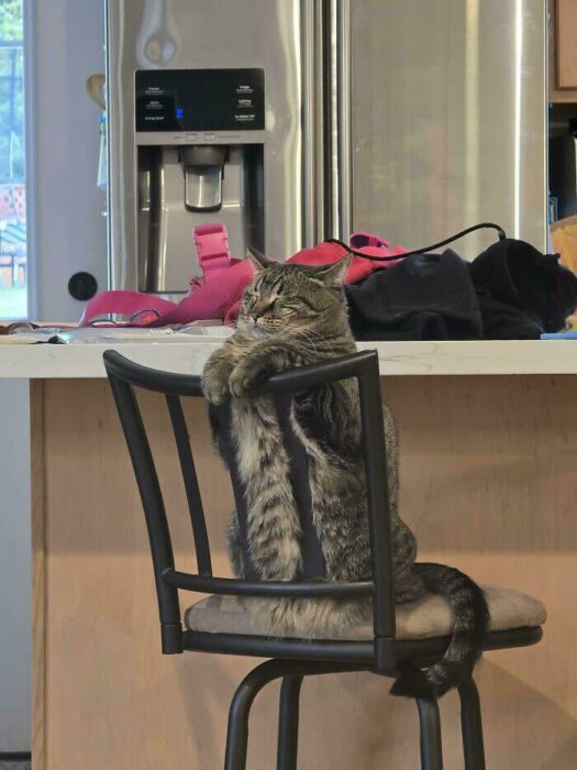Relaxed tabby cat lounging on kitchen stool amid clutter and warm natural light.