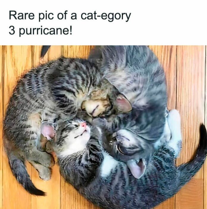 Three adorable cats curled up together in a cozy cuddle puddle on wooden floor.