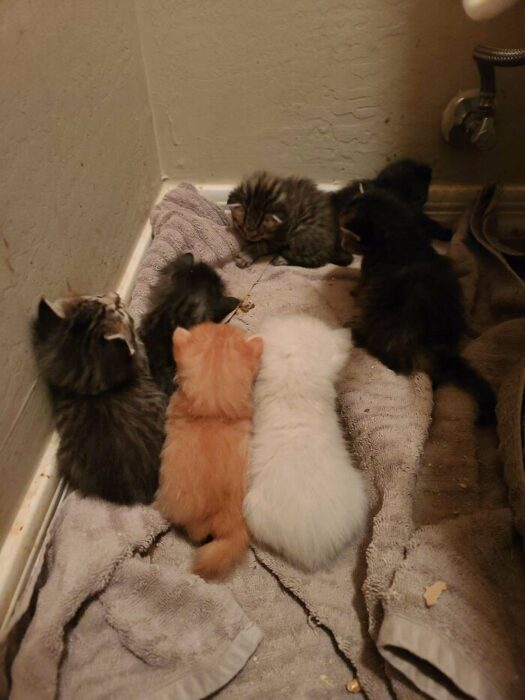 Adorable kittens cuddled together on a cozy towel in a warm bathroom setting.