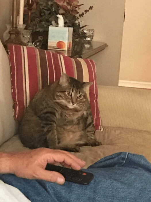 Cozy living room with a relaxed cat, plush couch, decorative pillows, and a person watching TV.
