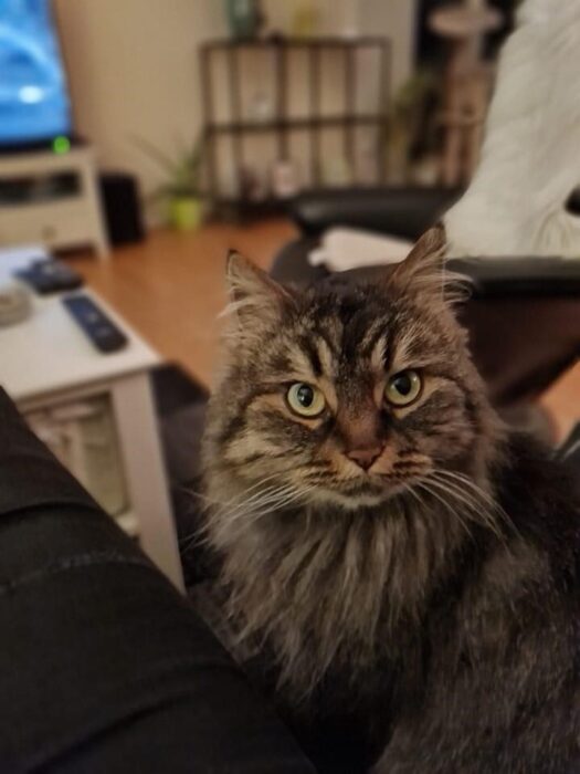 Cute fluffy cat with green eyes relaxing on a cozy living room chair.