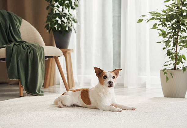 Cute dog relaxing on rug with armchair, green plants, and natural light in cozy living room.