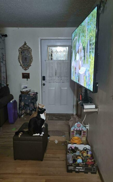 Cozy living room with a cat watching TV and colorful toys, reflecting homey comfort and pet charm.