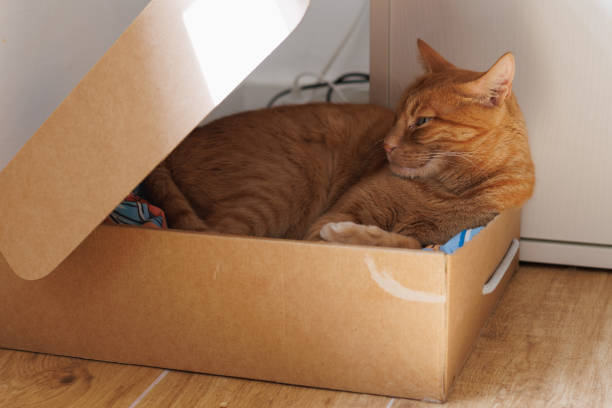 Cute orange cat relaxing inside a cardboard box on a wooden floor.