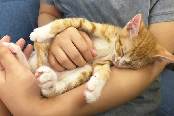 Cute orange tabby kitten sleeping peacefully in a persons cozy embrace at home.