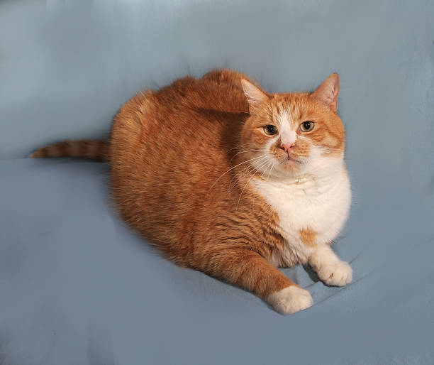 Plump orange and white tabby cat relaxing on a soft blue surface.