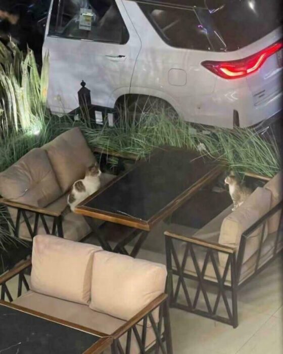 Outdoor cafe scene with cats, stylish seating, ornamental grasses, and modern urban background.