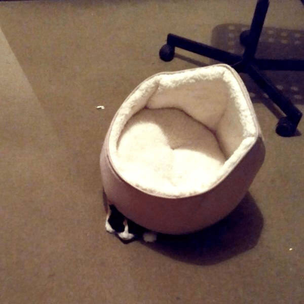 Cozy plush pet bed for small dogs or cats in a home office setting.