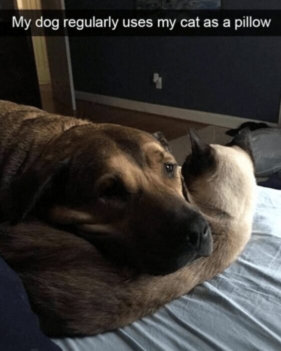 Dog and cat share a cozy, affectionate moment on a blue bedspread at home.