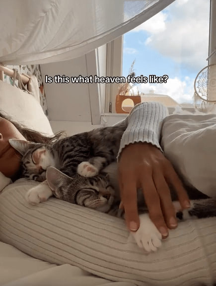 Relaxing bedroom scene with a person and adorable gray tabby kittens cuddling.