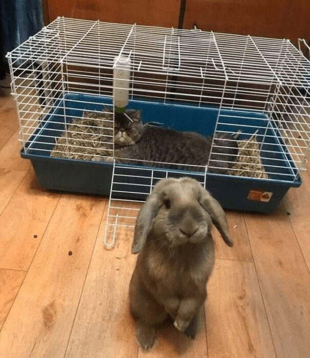 Cute rabbit and resting cat in a cozy pet cage with hay, water bottle, and wooden floor.