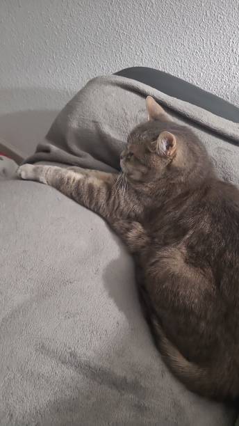 Relaxed gray tabby cat sleeping peacefully on a soft cozy blanket indoors.