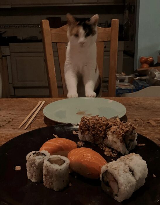 Cozy home sushi dinner with curious calico cat reaching for colorful sushi on rustic table.