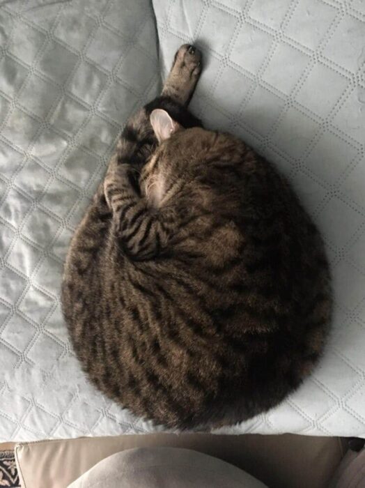 Cozy tabby cat curled up on soft blue quilt, resting peacefully indoors.