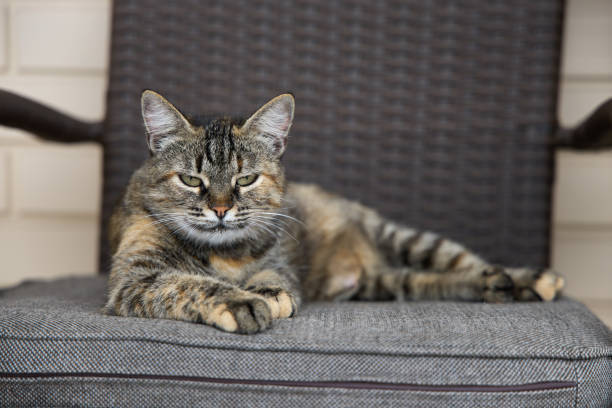 Relaxed tortoiseshell cat lounging on a woven wicker chair with sunlit cozy ambiance.