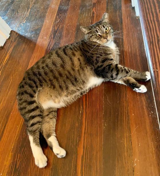 Relaxed tabby cat lounging on hardwood floor in cozy home environment.