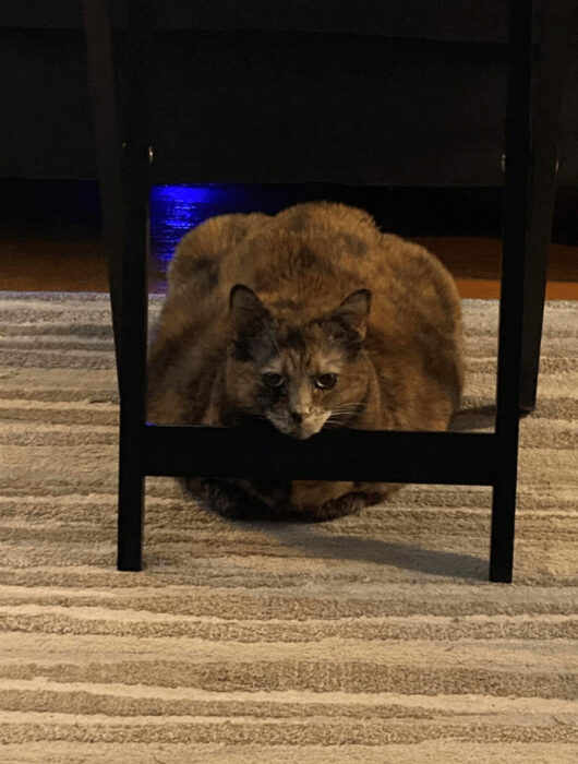 Cozy tortoiseshell cat resting under black chair on striped beige rug.