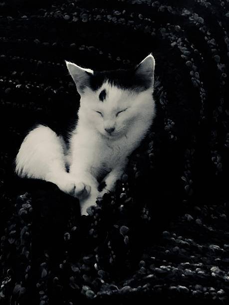Sleepy white and black cat relaxing in cozy textured blanket.