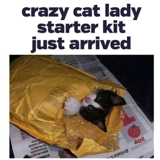 Cute kitten in a shipping envelope with bubble wrap, humorous crazy cat lady starter kit caption.