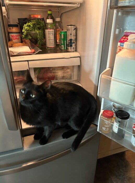 Black cat exploring open refrigerator filled with food and groceries in a bright, cozy kitchen.
