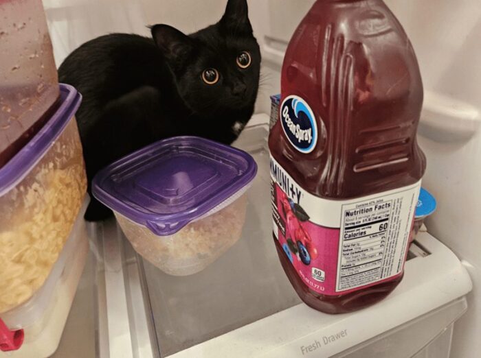 Curious black cat exploring refrigerator with food containers, Tupperware, and Ocean Spray juice.