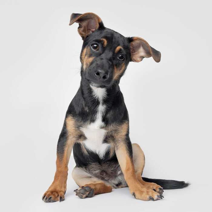 Curious black and tan dog with tilted head sitting on white background.