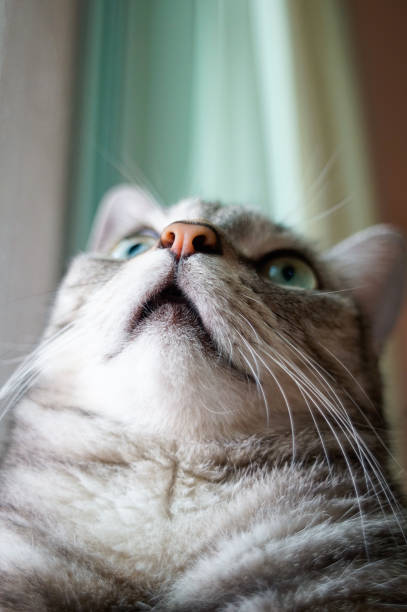Close-up of a gray striped cat with vivid blue eyes and soft lighting.