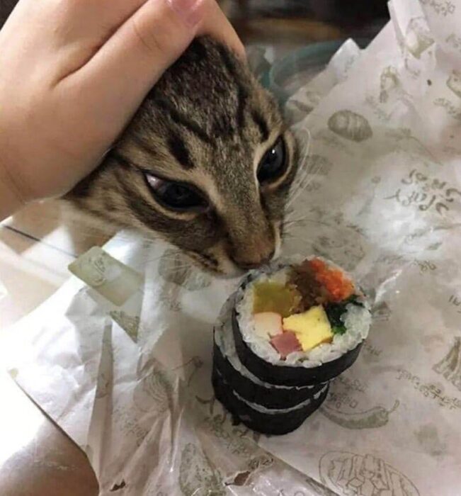 Curious cat investigating colorful sushi roll on a cozy household table.